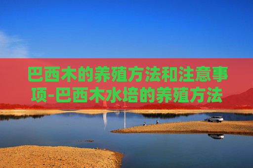 巴西木的养殖方法和注意事项-巴西木水培的养殖方法