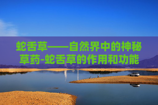 蛇舌草——自然界中的神秘草药-蛇舌草的作用和功能主治