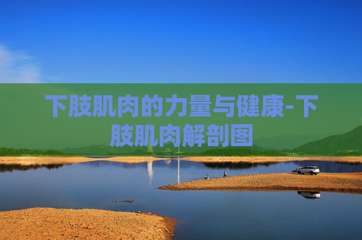 下肢肌肉的力量与健康-下肢肌肉解剖图