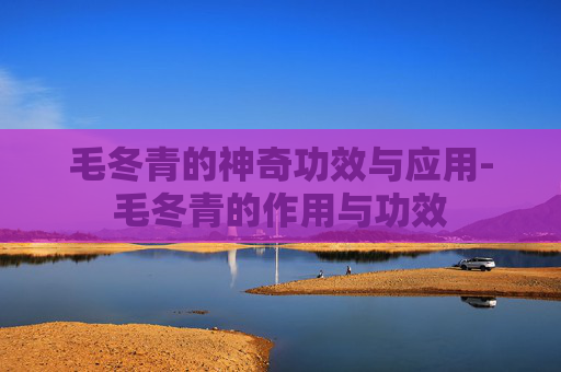毛冬青的神奇功效与应用-毛冬青的作用与功效 毛冬青的神奇功效与应用-毛冬青的作用与功效
