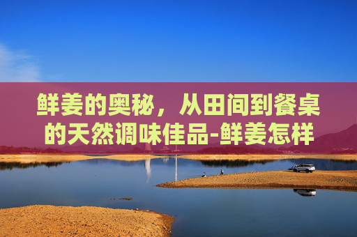 鲜姜的奥秘,从田间到餐桌的天然调味佳品-鲜姜怎样保存时间长 鲜姜的奥秘,从田间到餐桌的天然调味佳品-鲜姜怎样保存时间长