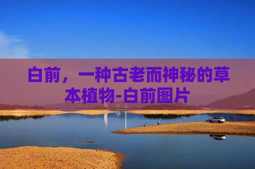 白前，一种古老而神秘的草本植物-白前图片