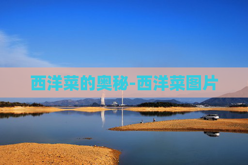 西洋菜的奥秘-西洋菜图片
