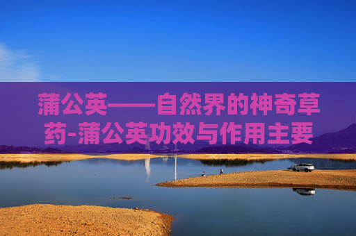 蒲公英——自然界的神奇草药-蒲公英功效与作用主要治什么病症