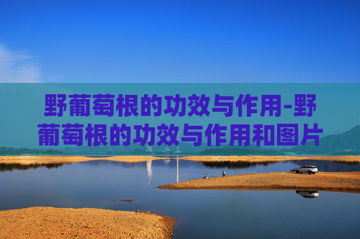野葡萄根的功效与作用-野葡萄根的功效与作用和图片