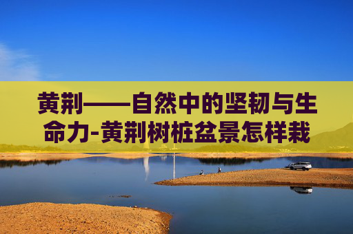 黄荆——自然中的坚韧与生命力-黄荆树桩盆景怎样栽种
