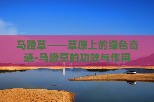 马蹬草——草原上的绿色奇迹-马蹬草的功效与作用