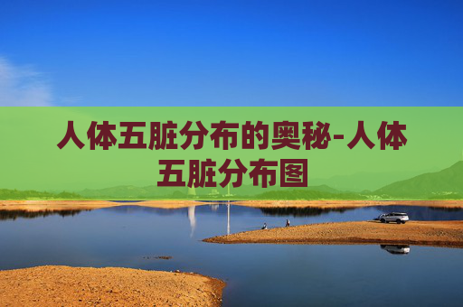 人体五脏分布的奥秘-人体五脏分布图