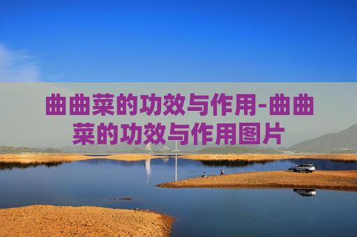 曲曲菜的功效与作用-曲曲菜的功效与作用图片