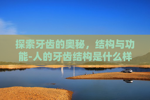 探索牙齿的奥秘，结构与功能-人的牙齿结构是什么样子的